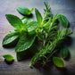 Rosemary & Mint Soap Bar