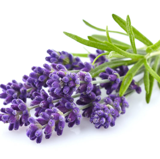 Lavender Body Cream