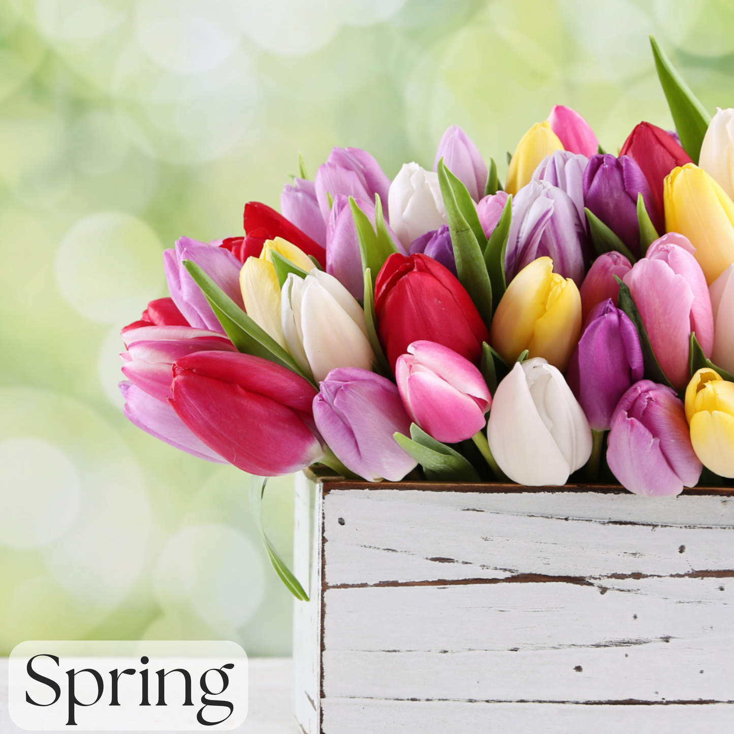 Fresh Cut Tulips Soap Bar