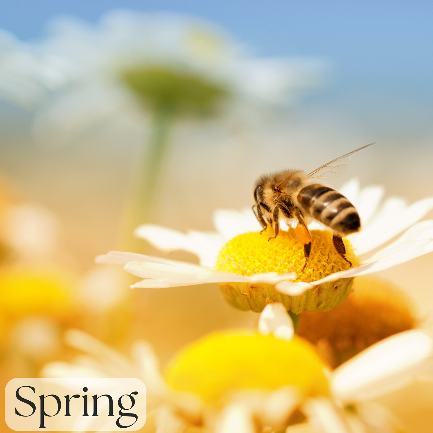 Honeybee Blossoms Soap Bar