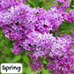 Lilac Soap Bar