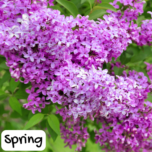 Lilac Body Cream