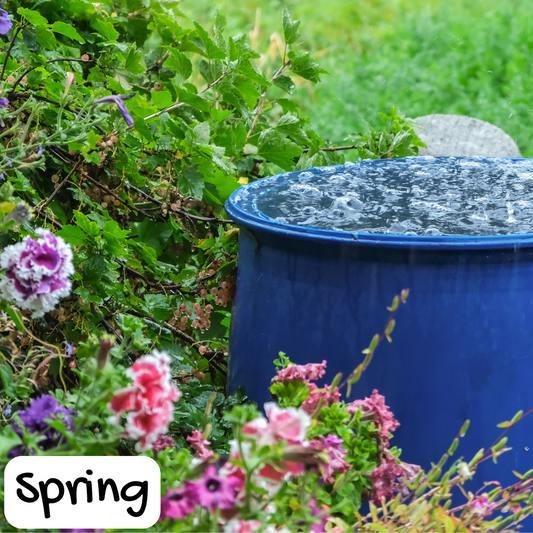 Rainwater Sugar Scrub