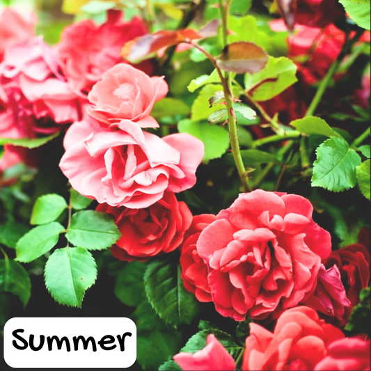 Rose Garden Body Cream