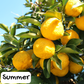 Sunny Yuzu Sugar Scrub