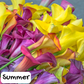 Calla Lily Sugar Scrub