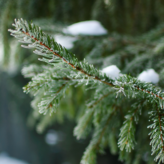 Tannenbaum Soap Bar