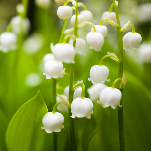 Lily of the Valley Mineral Bath Salt