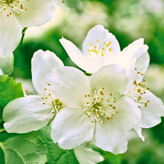 Jasmine Nouveau Mineral Bath Salt