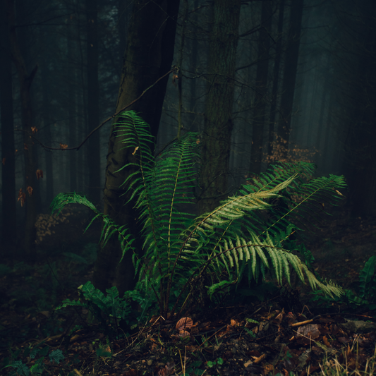 Fog & Fern Soap Bar