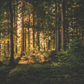 Evergreen Earth Soap Bar