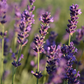 Lavender Gentle Cleansing Oil