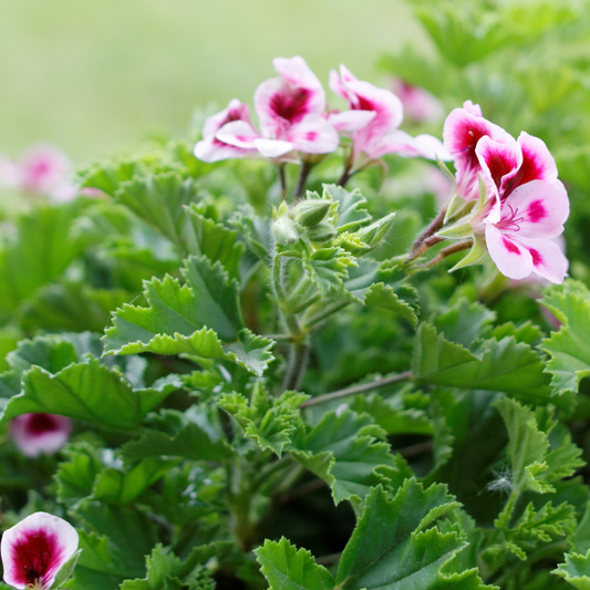 Rose Geranium Gentle Cleansing Oil