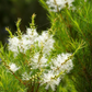 Tea Tree Gentle Cleansing Oil