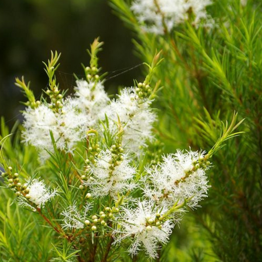 Tea Tree Gentle Cleansing Oil
