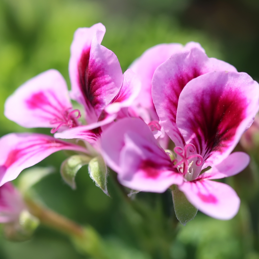 Rose Geranium Mineral Bath Salt