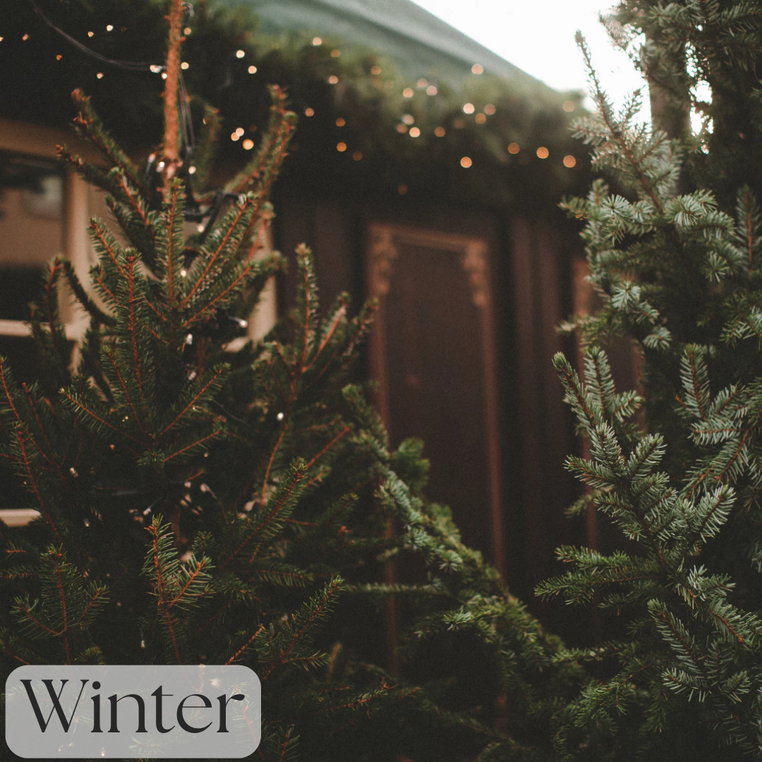 Spiced Balsam Body Cream