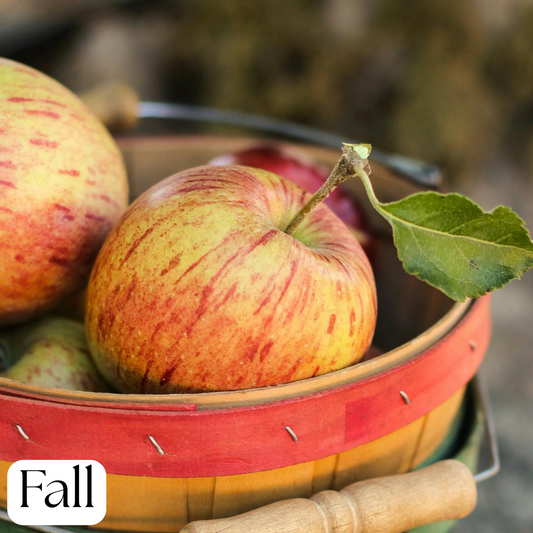 Orchard Apple Body Cream