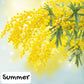 Whispering Mimosa Luxe Botanical Body Oil