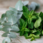 Eucalyptus Mint Body Cream