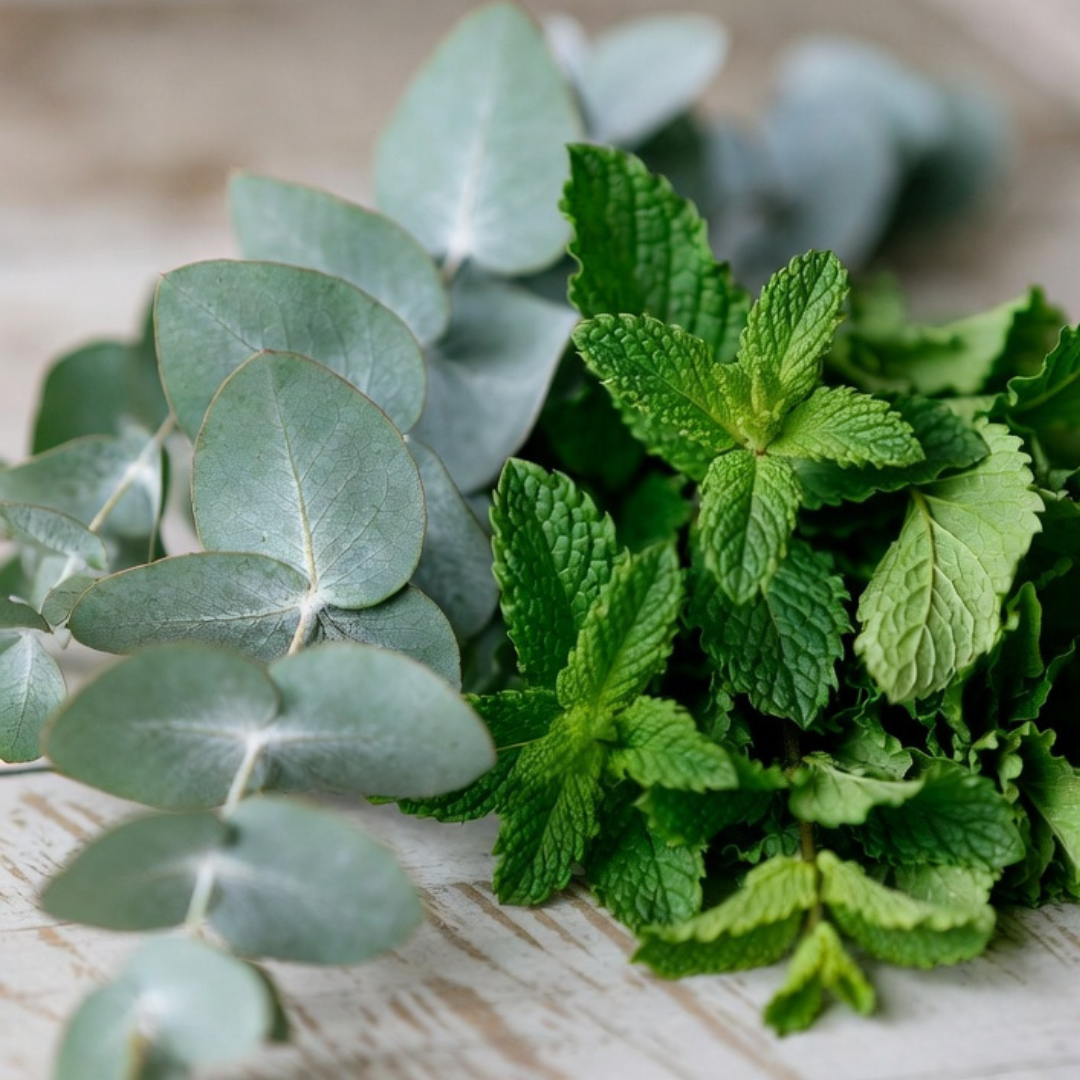 Eucalyptus Mint Body Cream