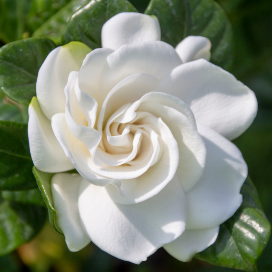 Gardenia Luxe Botanical Body Oil