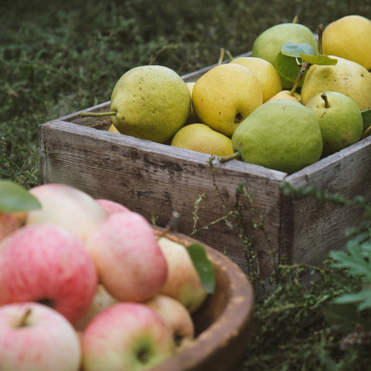 Fall Harvest Body Butter